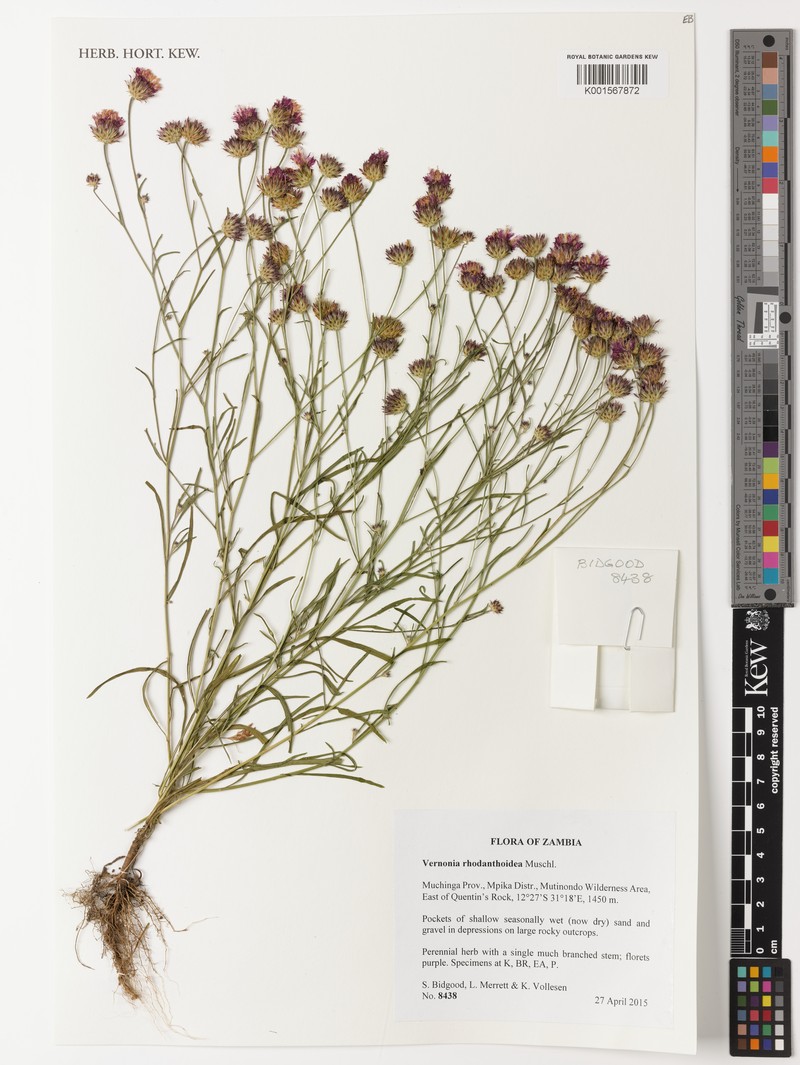 Vernonia rhodanthoidea photo 2