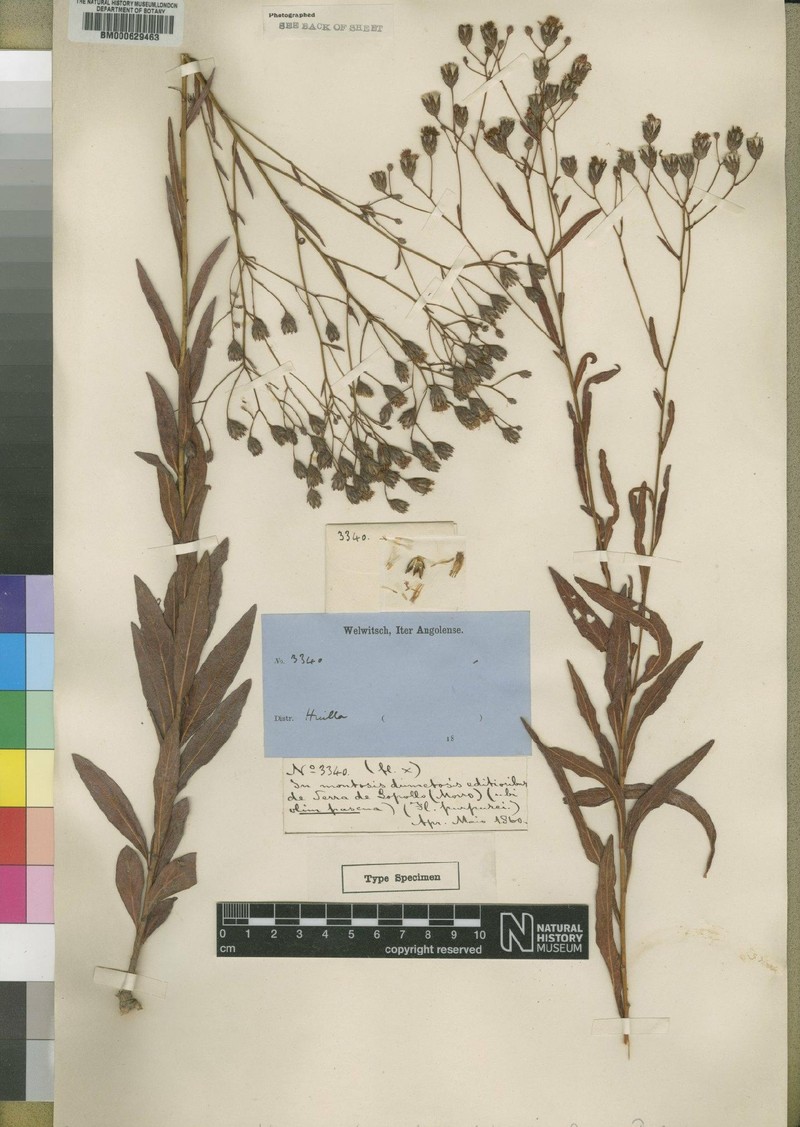 Vernonia rhodophylla