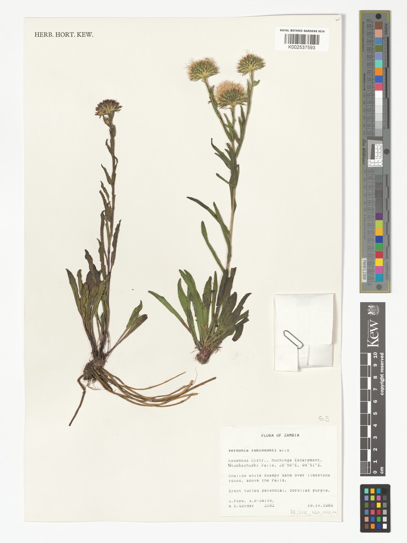 Vernonia robinsonii