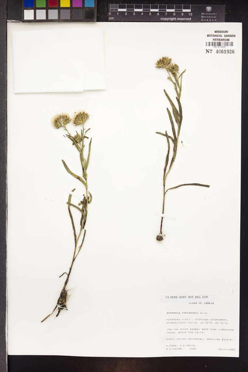 Vernonia robinsonii photo 2