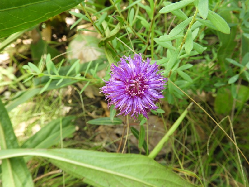 Vernonia roseoviolacea
