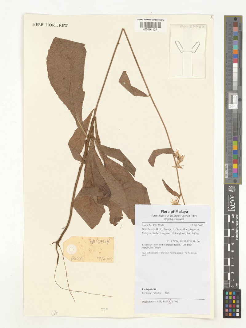 Vernonia rupicola