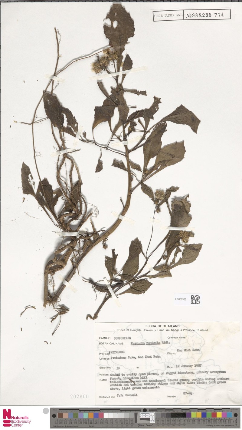 Vernonia rupicola photo 2