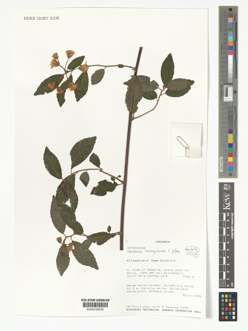 Vernonia ruvungatundu