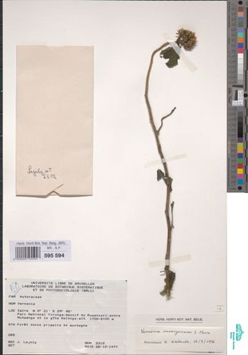Vernonia ruwenzoriensis