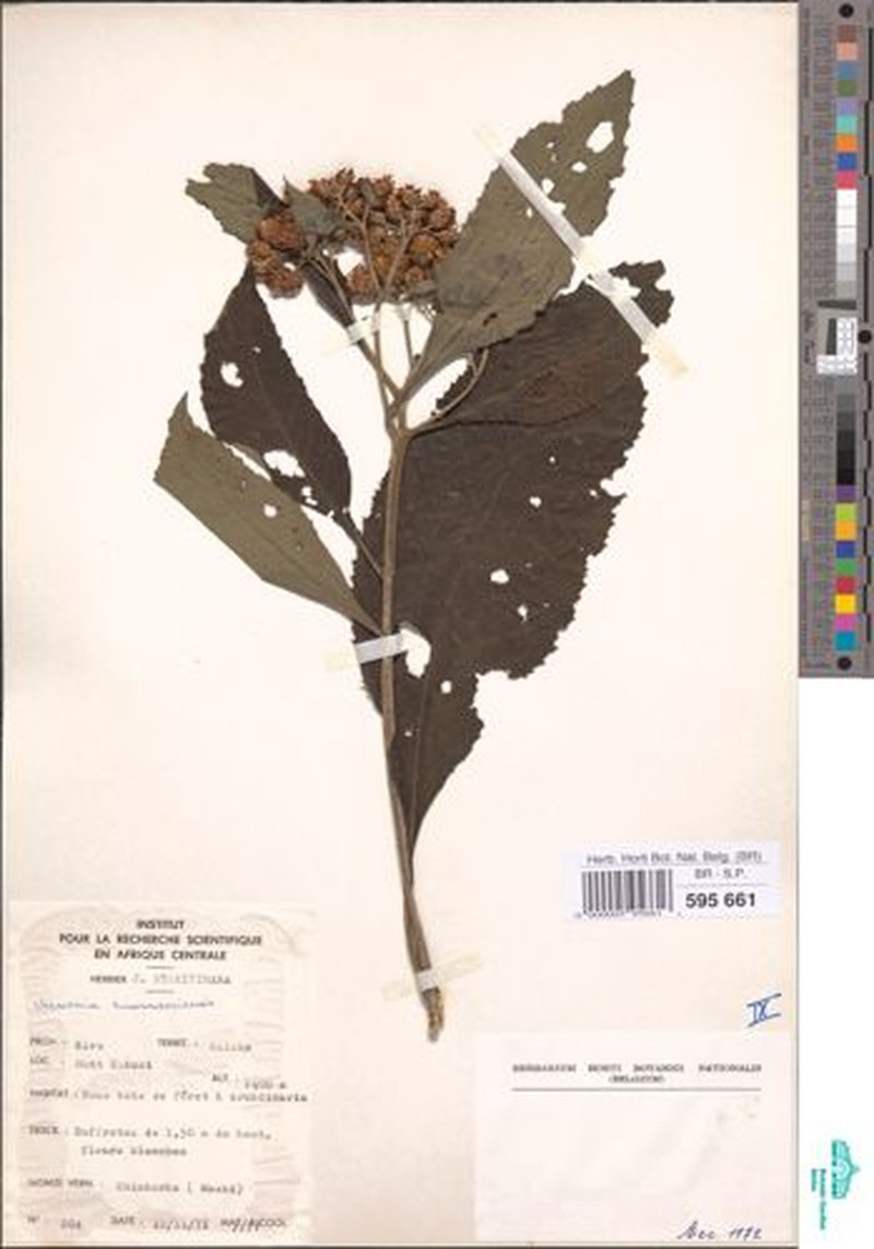 Vernonia ruwenzoriensis photo 2