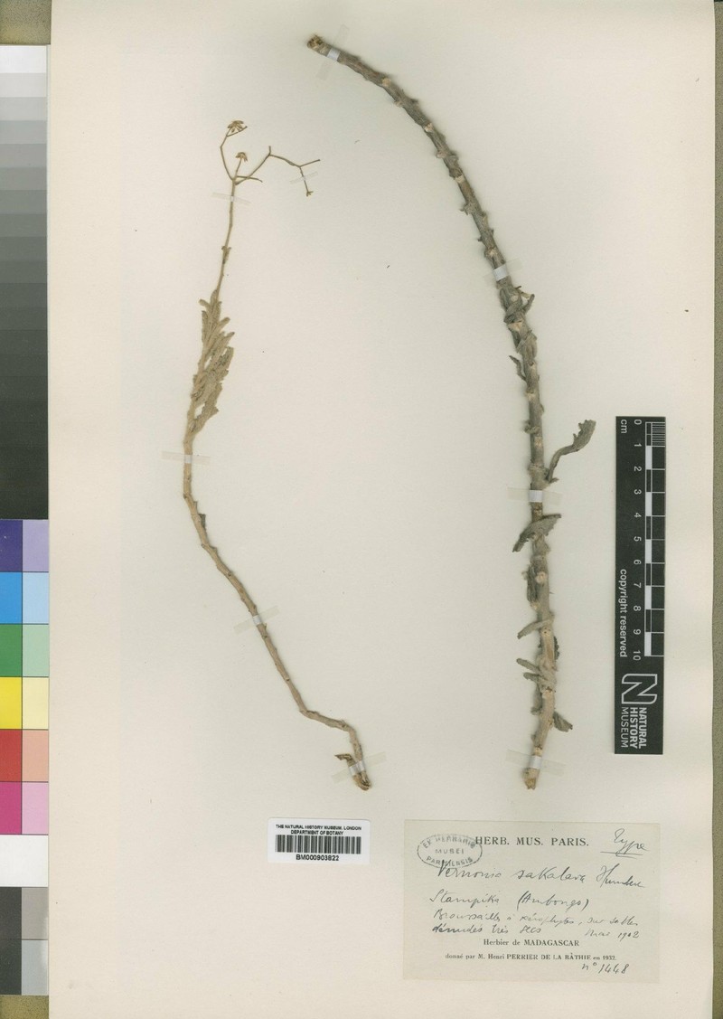 Vernonia sakalava