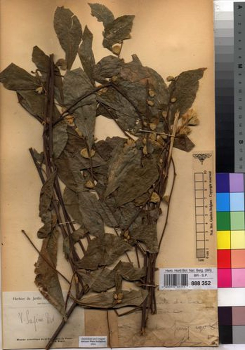 Vernonia sapinii