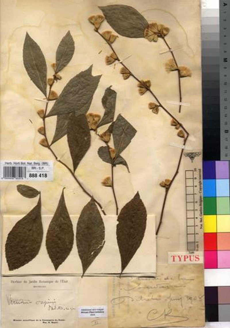 Vernonia sapinii photo 2
