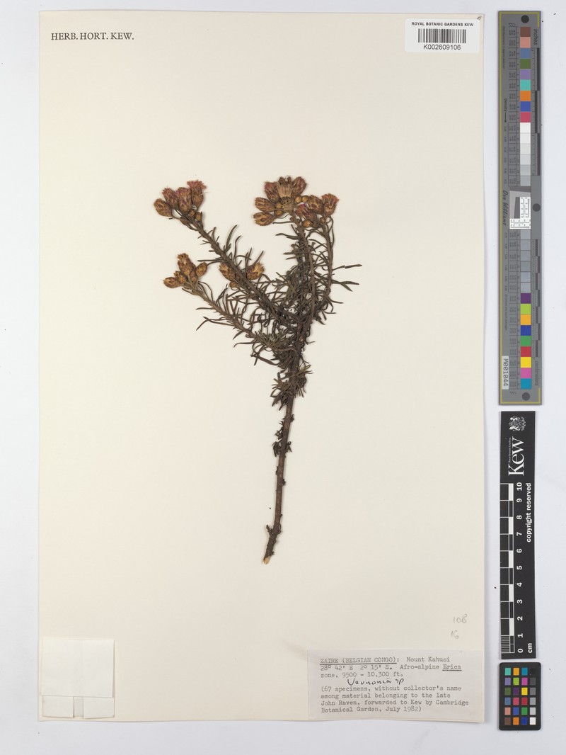 Vernonia scaettae