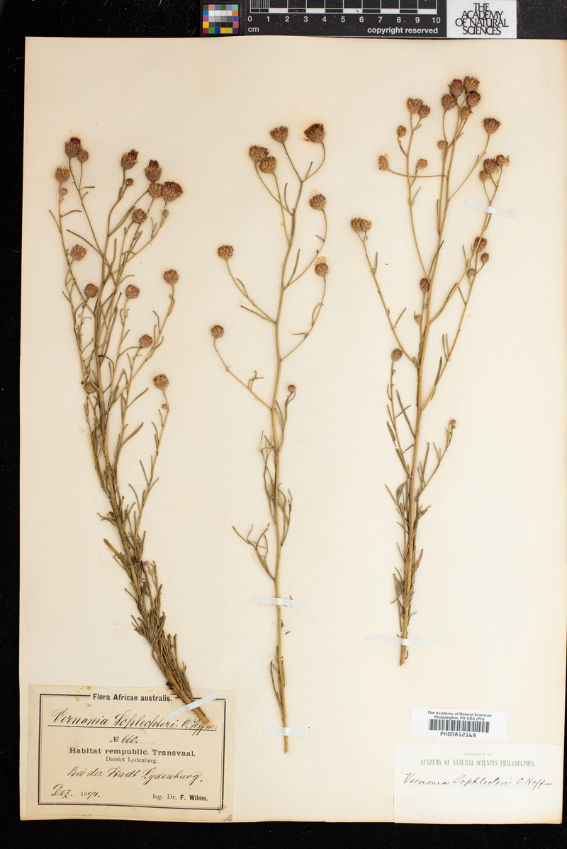 Vernonia schlechteri photo 3