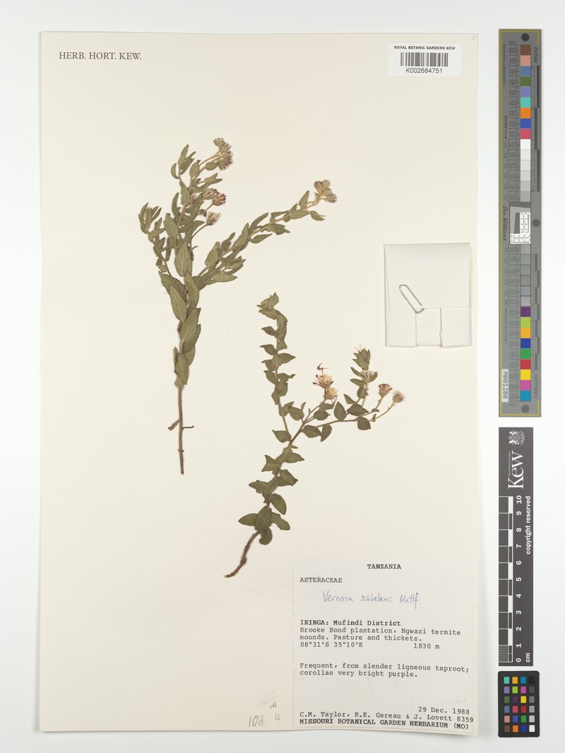 Vernonia schliebenii