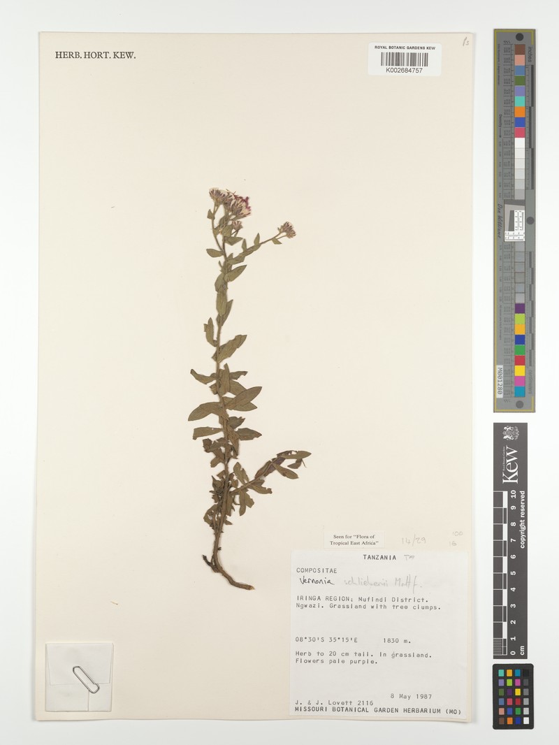 Vernonia schliebenii photo 2