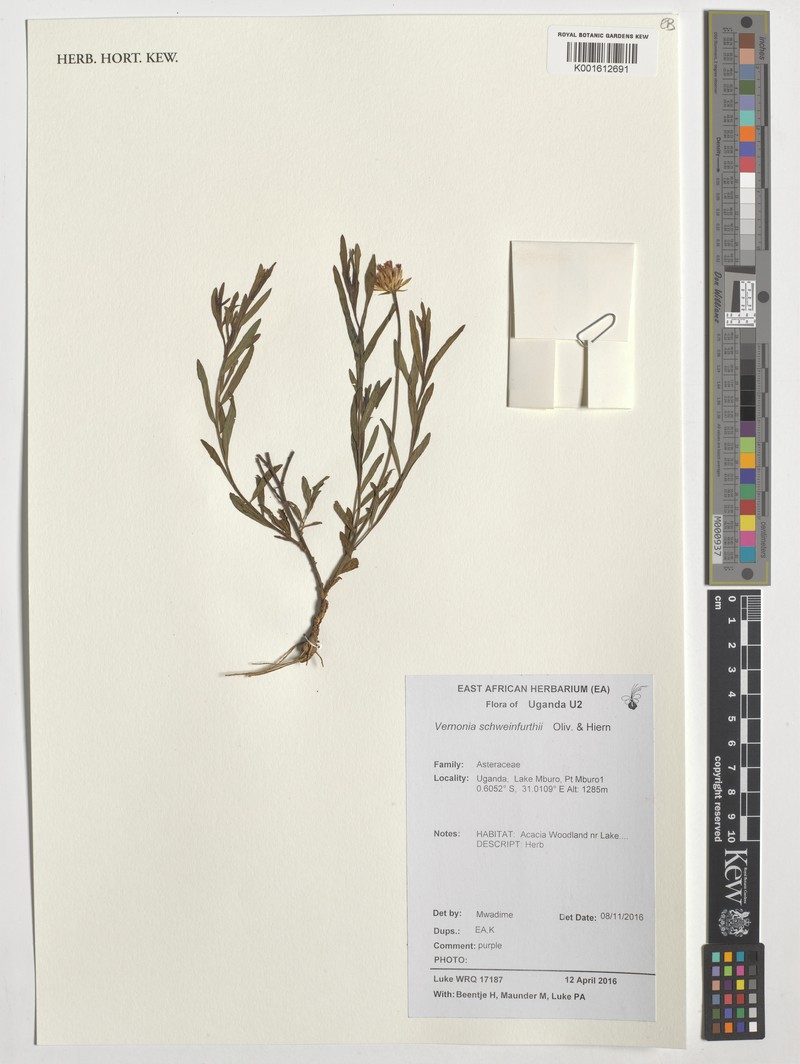 Vernonia schweinfurthii