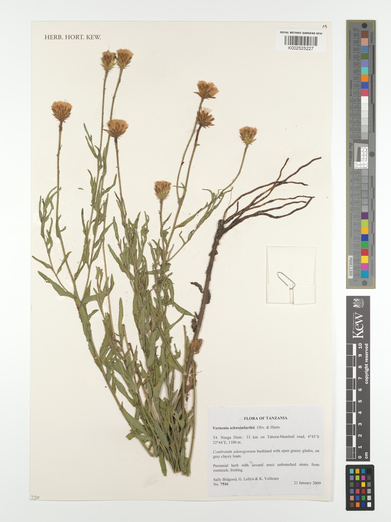 Vernonia schweinfurthii photo 2