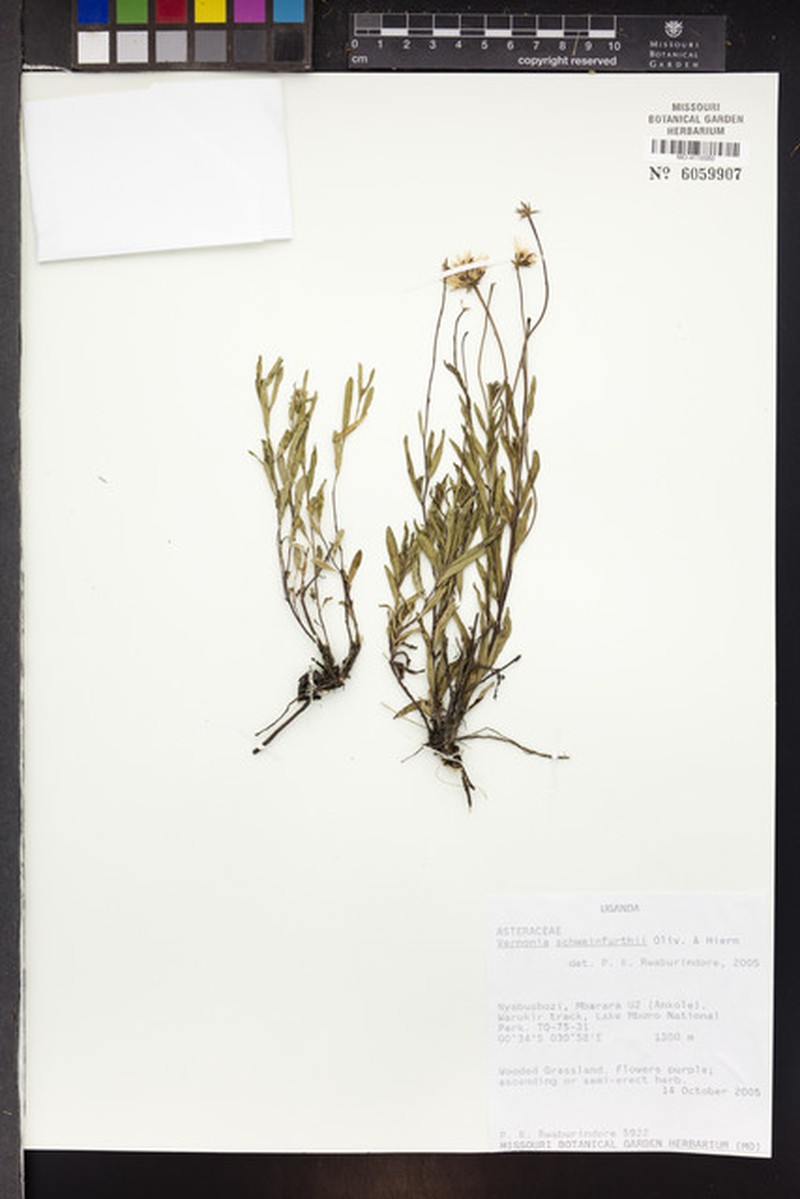 Vernonia schweinfurthii photo 3