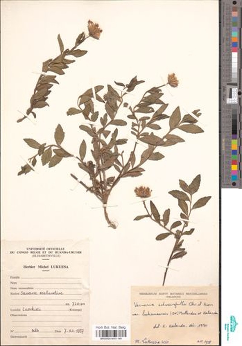 Vernonia schweinfurthii var. bukamaensis