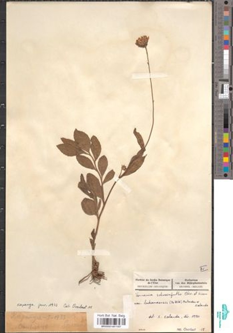 Vernonia schweinfurthii var. bukamaensis photo 2
