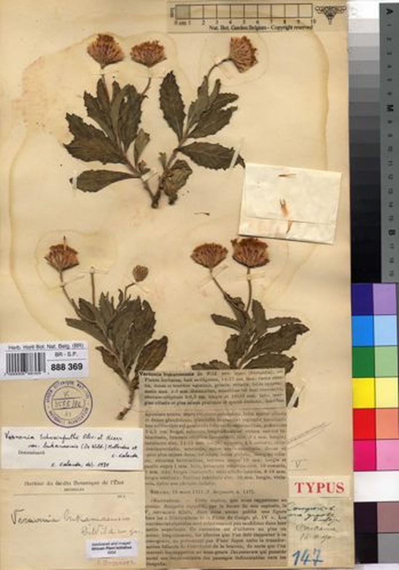 Vernonia schweinfurthii var. bukamaensis photo 3