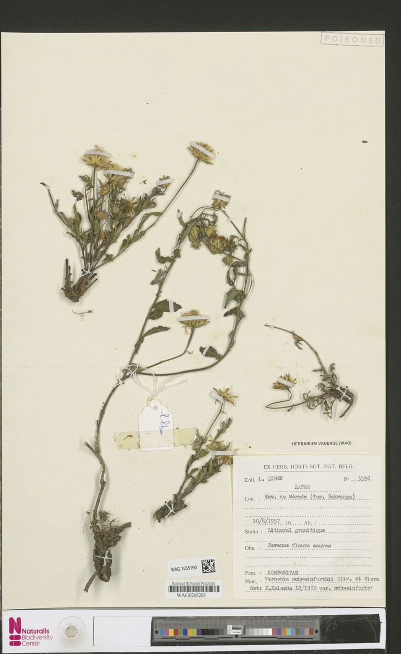 Vernonia schweinfurthii var. schweinfurthii