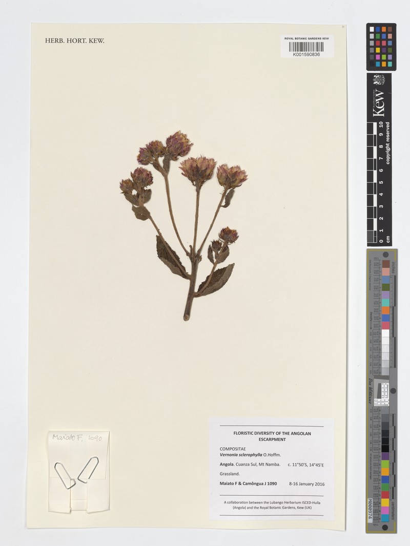 Vernonia sclerophylla