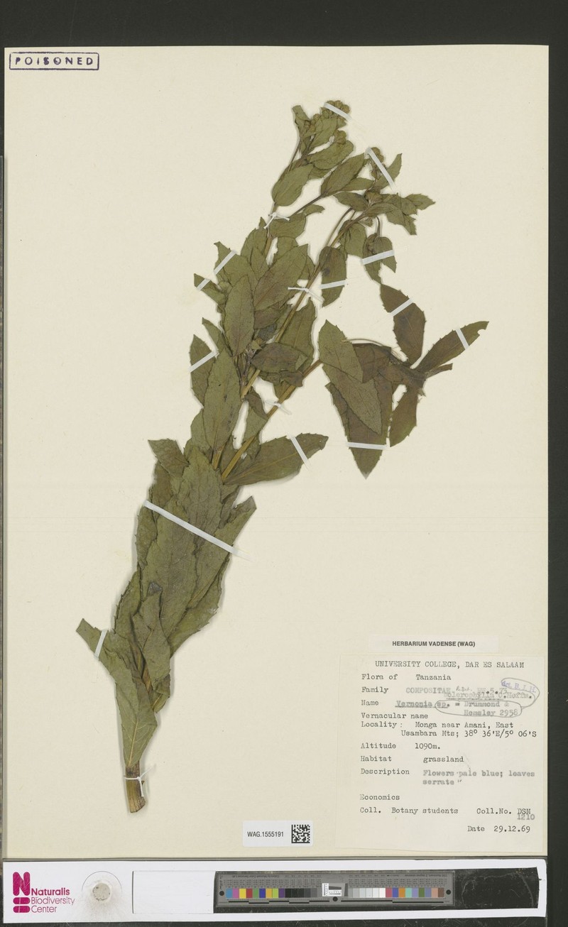 Vernonia sclerophylla photo 2