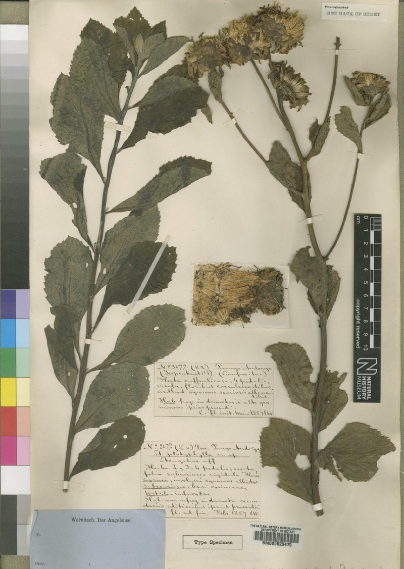 Vernonia sclerophylla photo 3