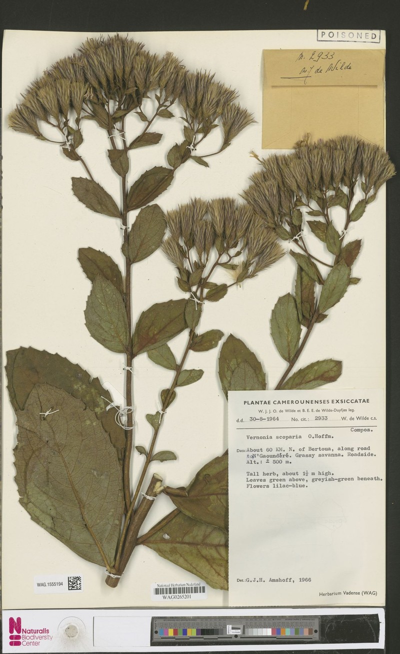 Vernonia scoparia