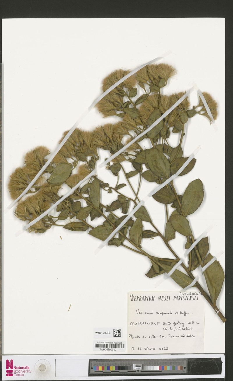 Vernonia scoparia photo 2