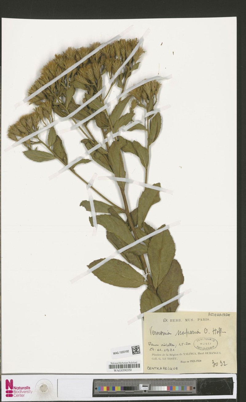 Vernonia scoparia photo 3