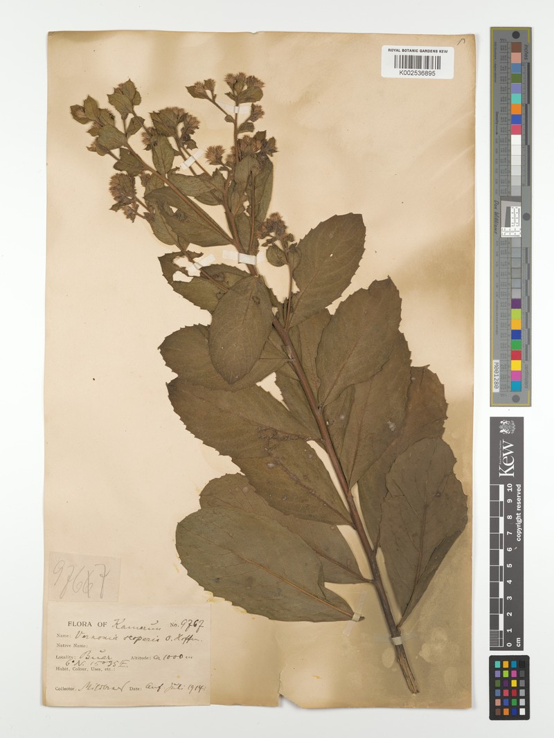 Vernonia scoparia photo 4
