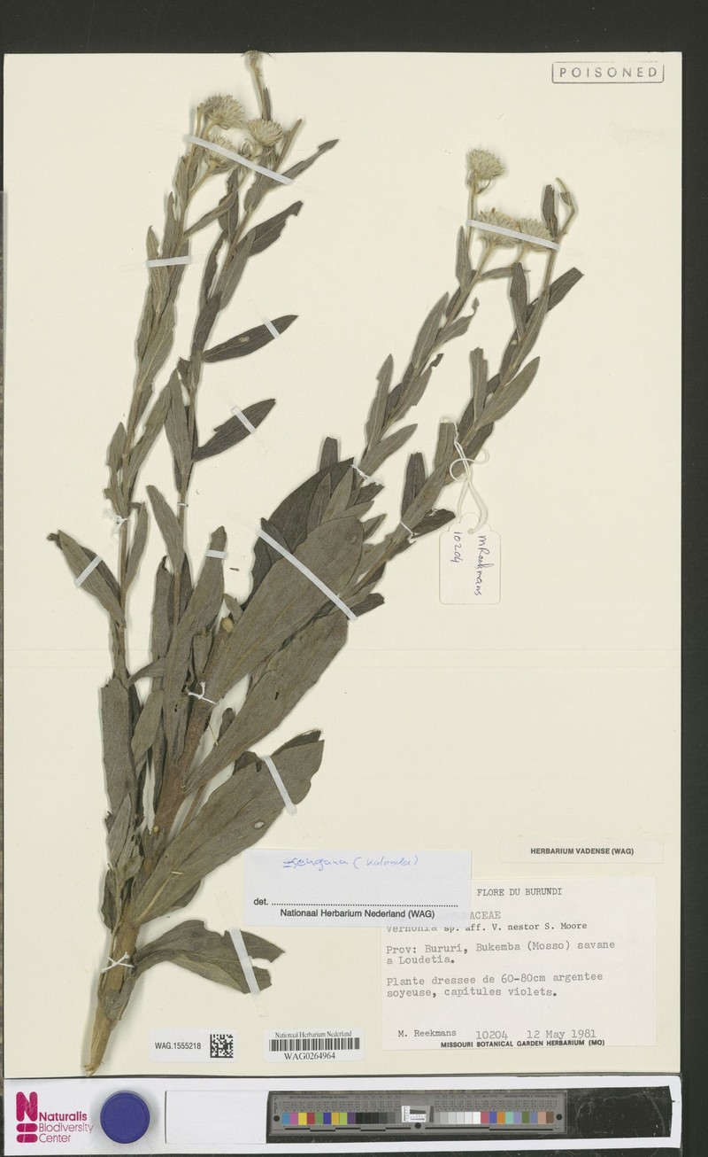 Vernonia sengana