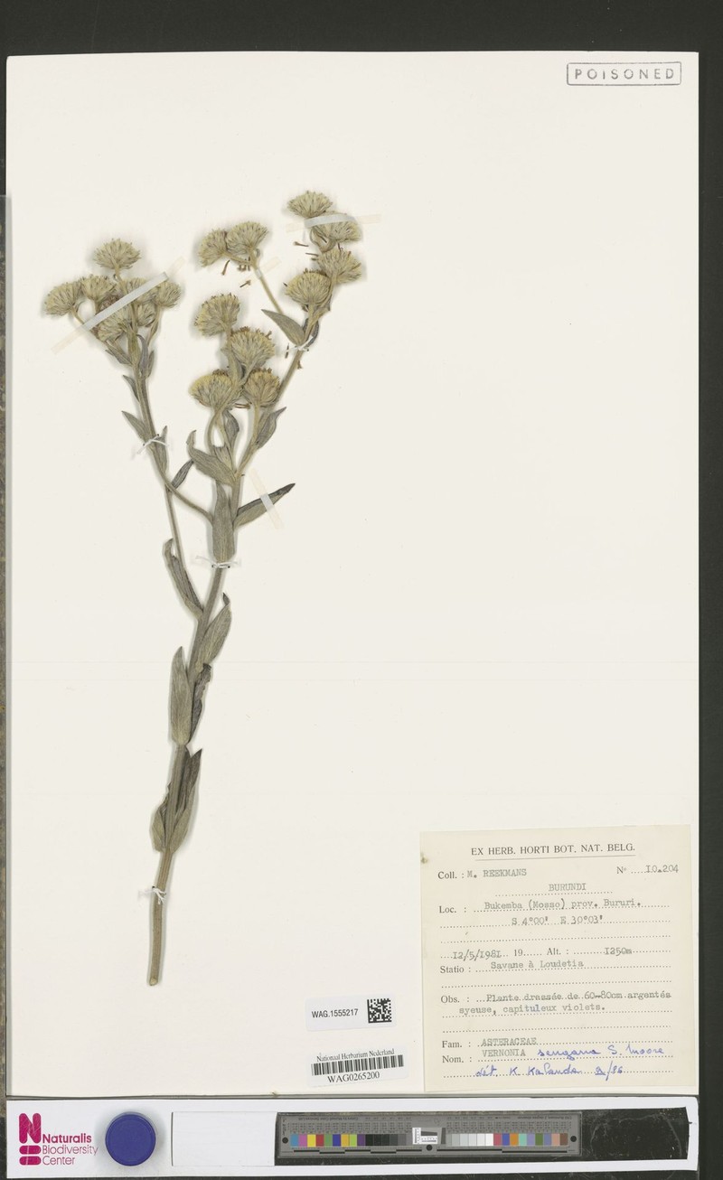 Vernonia sengana photo 2