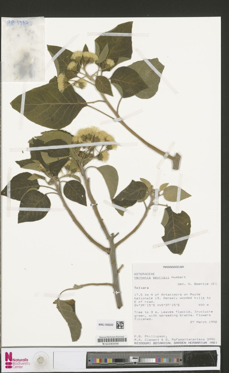 Vernonia seyrigii