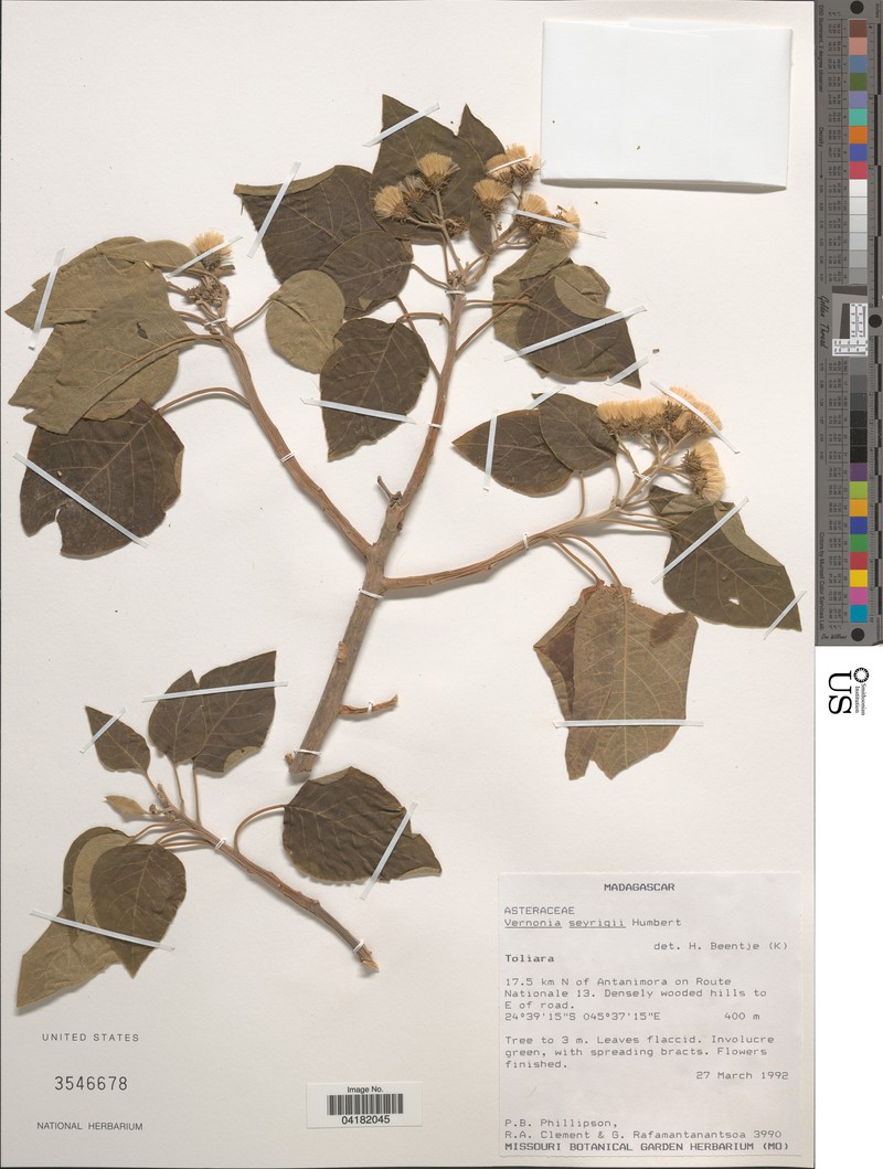 Vernonia seyrigii photo 2