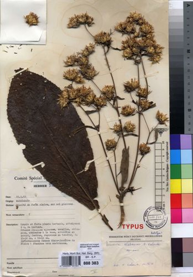 Vernonia shabaensis