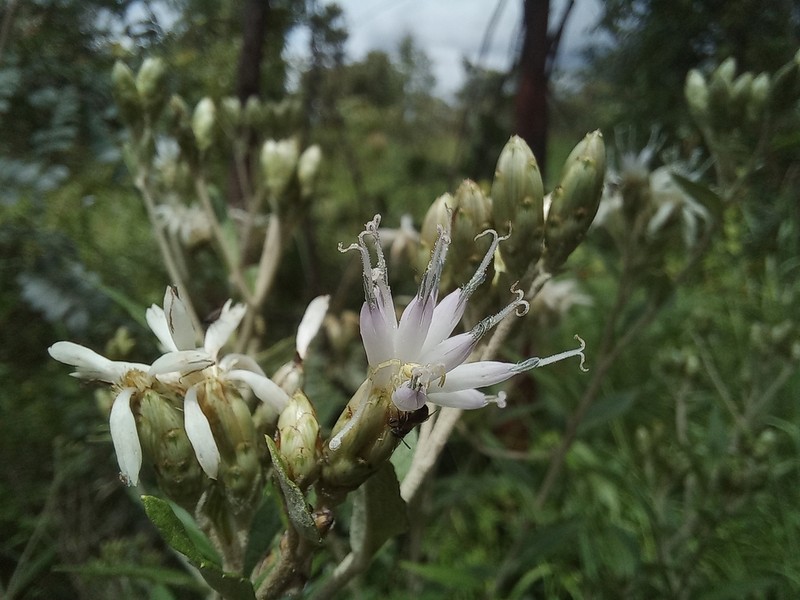 Vernonia solweziensis