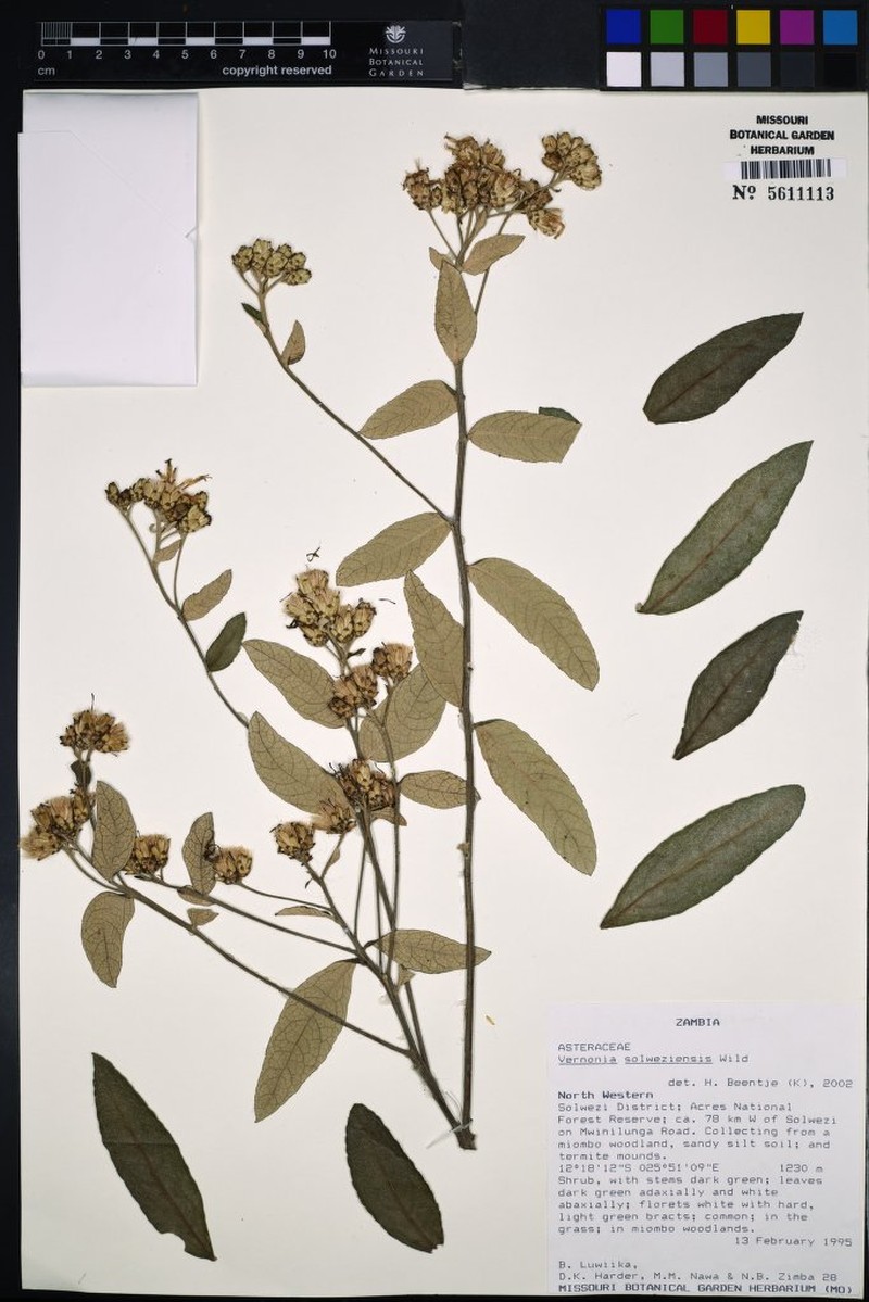 Vernonia solweziensis photo 2