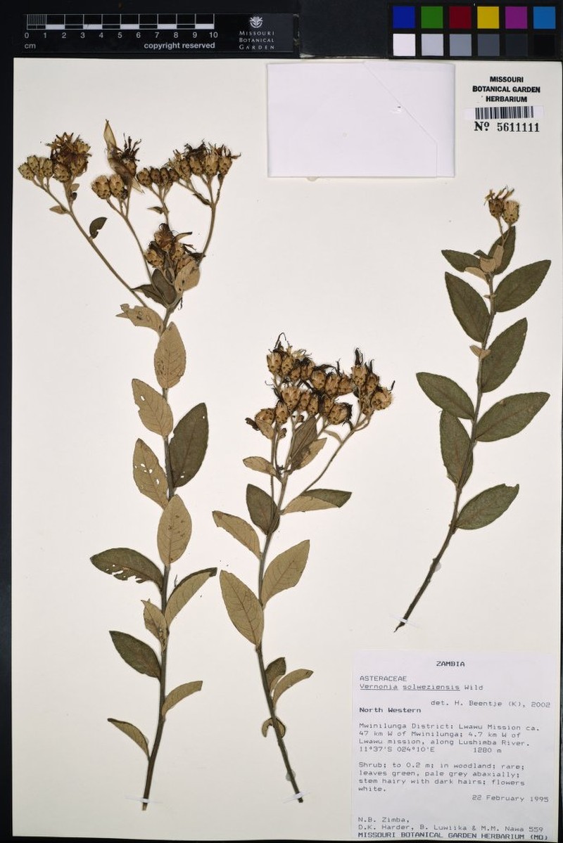 Vernonia solweziensis photo 3