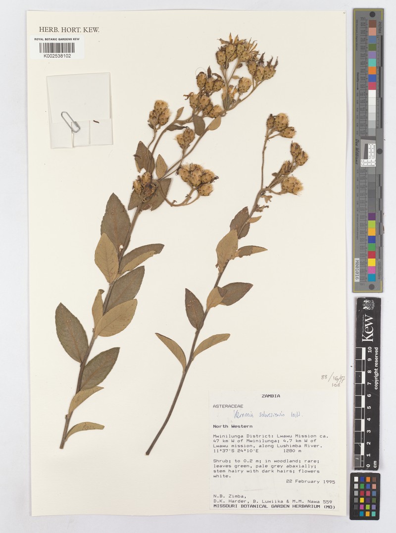 Vernonia solweziensis photo 4