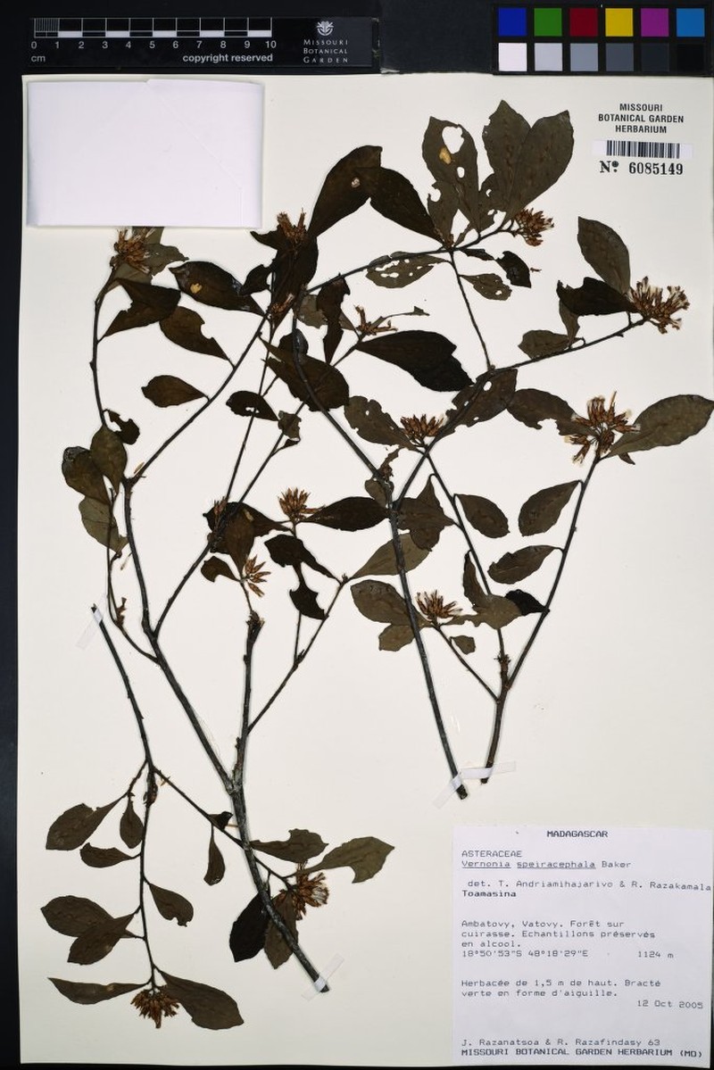 Vernonia speiracephala