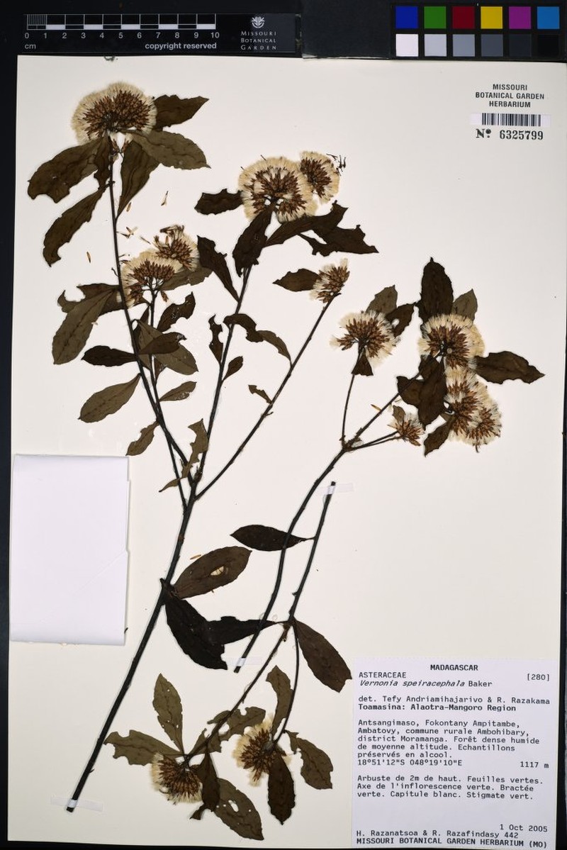 Vernonia speiracephala photo 2