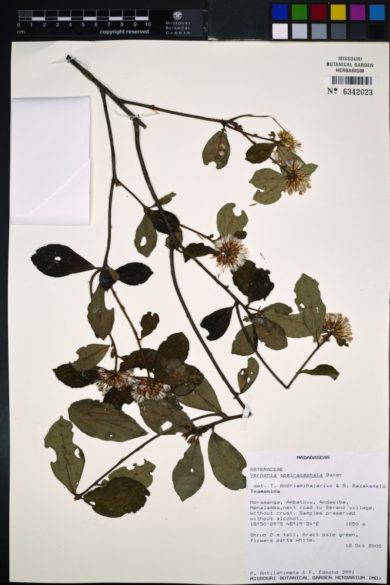 Vernonia speiracephala photo 3