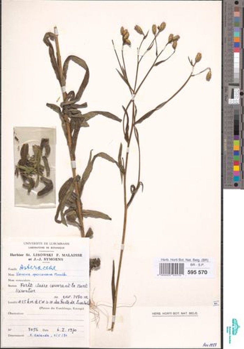 Vernonia spenceriana