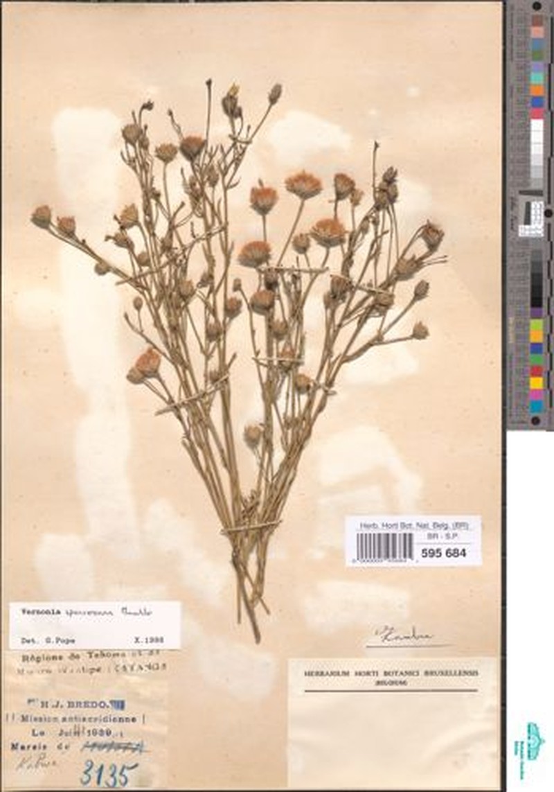 Vernonia spenceriana photo 3