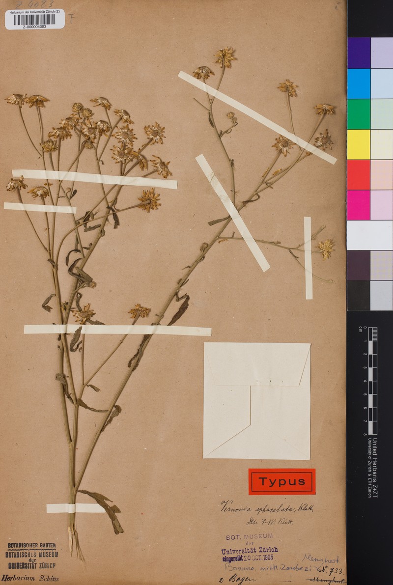 Vernonia sphacelata