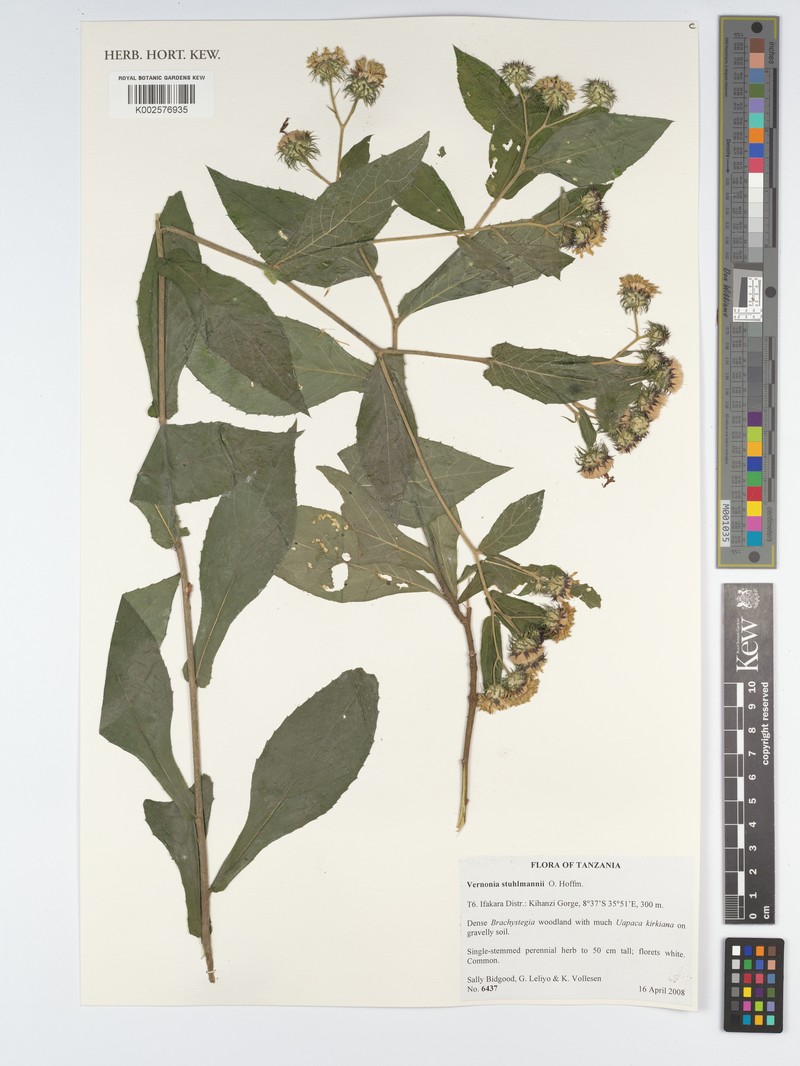 Vernonia stuhlmannii