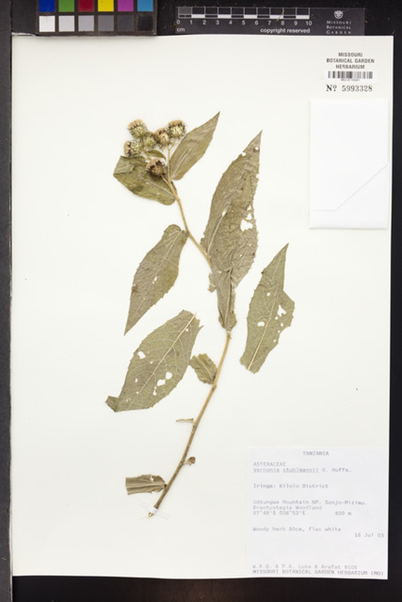 Vernonia stuhlmannii photo 2