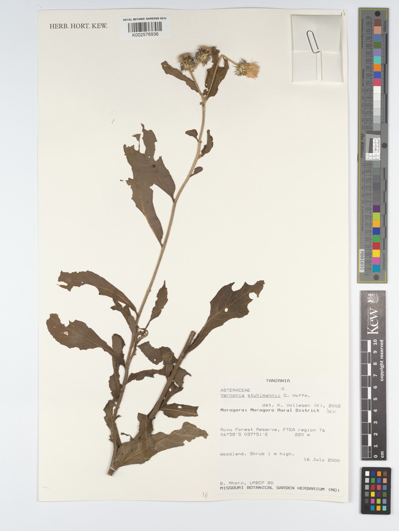 Vernonia stuhlmannii photo 3