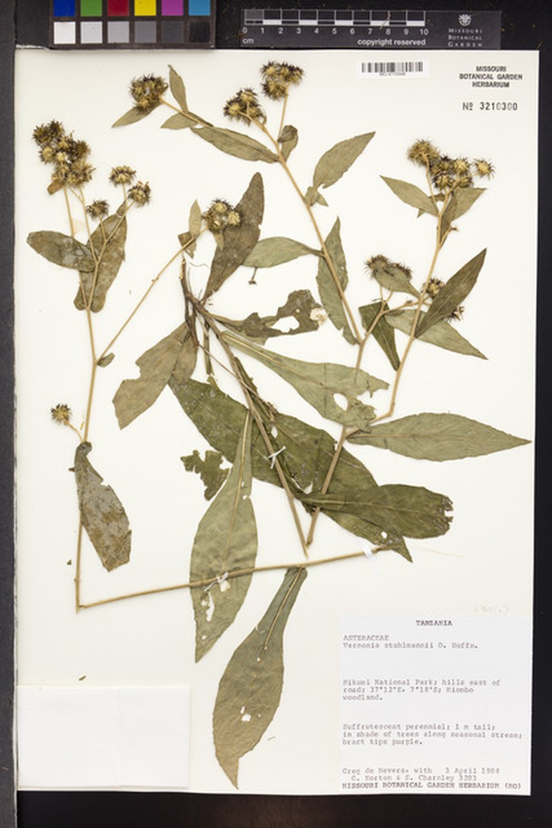 Vernonia stuhlmannii photo 4